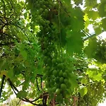 Muestakil, Oezel Havuzlu, Jakuzi Ve Saunali Вилла