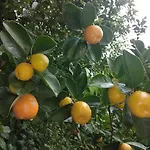 Muestakil, Oezel Havuzlu, Jakuzi Ve Saunali Вилла *